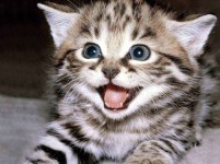 Делаем клон Placekitten с Silex