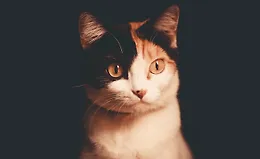 NestJS: Аутентификация и авторизация 