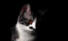 NestJS GraphQL — подход «сначала код»