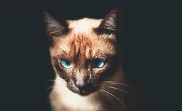 NestJS GraphQL — подход «сначала схема»