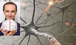 Нейропластичность: как восстановить мозг