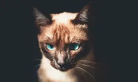 NestJS GraphQL — подход «сначала схема»