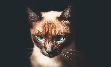 Изображение курса NestJS GraphQL — подход «сначала схема»