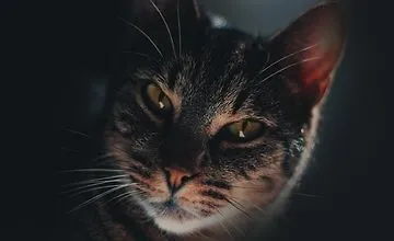 Изображение курса Основы NestJS