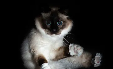 Изображение курса Продвинутые концепции NestJS