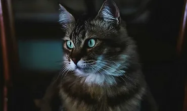 Изображение курса Микросервисы на NestJS