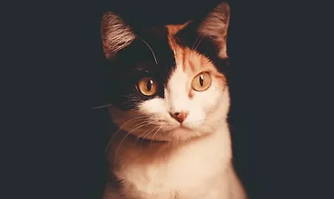 Изображение курса NestJS: Аутентификация и авторизация 