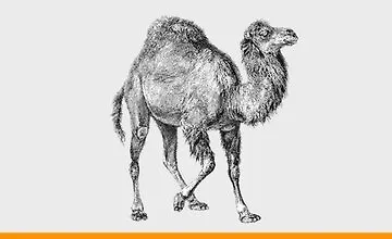 Изображение курса Perl для начинающих: Написания скриптов на Perl от А до Я