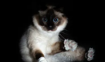 Изображение курса Продвинутые концепции NestJS